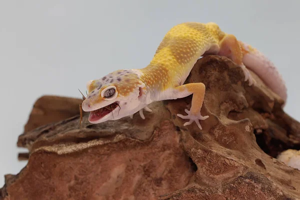 표범의 도마뱀붙이가 위에서 귀뚜라미를 잡아먹고 있습니다 매력적 색깔을 파충류에는 과학적 — 스톡 사진