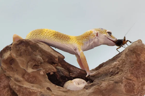 Geco Leopardo Que Aprovecha Grillo Madera Seca Reptiles Con Colores —  Fotos de Stock
