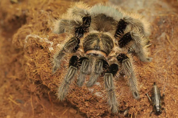 Egy Tarantula Agresszív Viselkedést Mutat Minden Típus Mérgező Emberre Nem — Stock Fotó