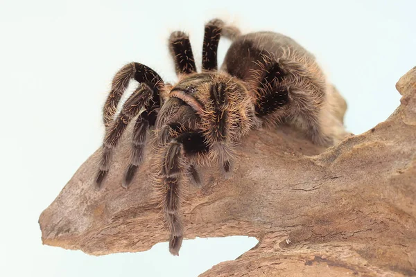 Egy Tarantula Agresszív Viselkedést Mutat Minden Típus Mérgező Emberre Nem — Stock Fotó