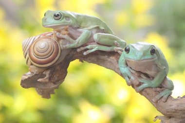 Çalılıklarda dinlenen iki tombul ağaç kurbağası. Bu yeşil amfibyumun bilimsel adı Litoria caerulea. 