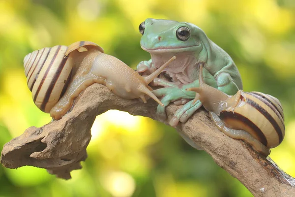 Hromadná Stromová Žába Odpočívající Dvěma Šneky Hnijící Kládě Tento Zelený — Stock fotografie
