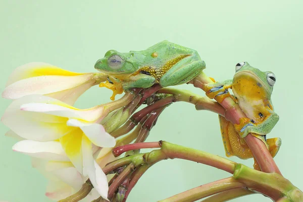 Dvě Zelené Stromové Žáby Loví Kořist Divokých Květinách Tento Obojživelník — Stock fotografie