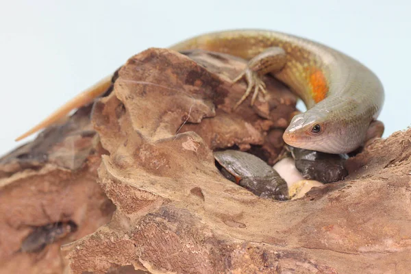 Ein Ausgewachsener Sonnenskink Ist Bereit Eine Babyschildkröte Erbeuten Die Gerade — Stockfoto