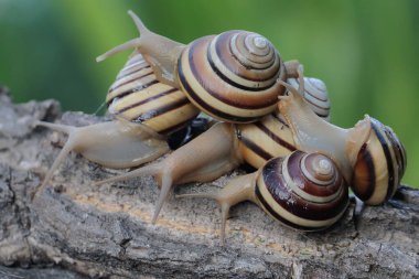 Yiyecek arayan bir grup güzel renkli ağaç salyangozu. Bilimsel adı Asperitas nemorensis olan yumuşakça, Endonezya 'nın Sumbawa adasındaki bir orman bölgesinde doğal bir yaşam alanıdır.. 