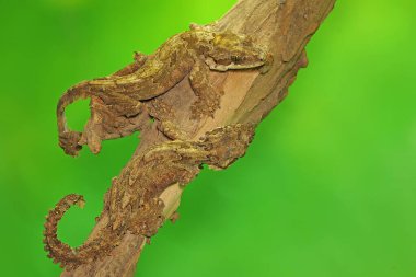  İki Kuhl 'un uçan kertenkelesi kuru odunların üzerinde güneşleniyor. Bu sürüngenin bilimsel adı Ptychozoon kuhli.. 