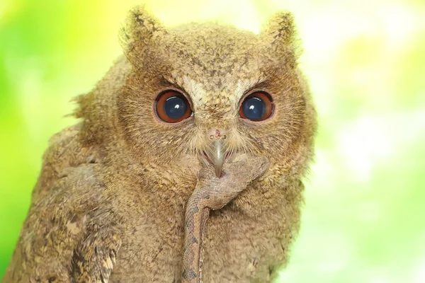 Javan Scops Owl Zjada Węża Ten Nocny Ptak Naukowe Imię — Zdjęcie stockowe