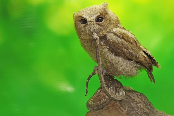 Chouette Javan Mange Serpent Cet Oiseau Nocturne Porte Nom Scientifique — Photo