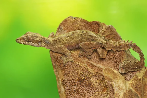 Een Kuhl Vliegende Gekko Koestert Zich Droog Hout Dit Reptiel — Stockfoto