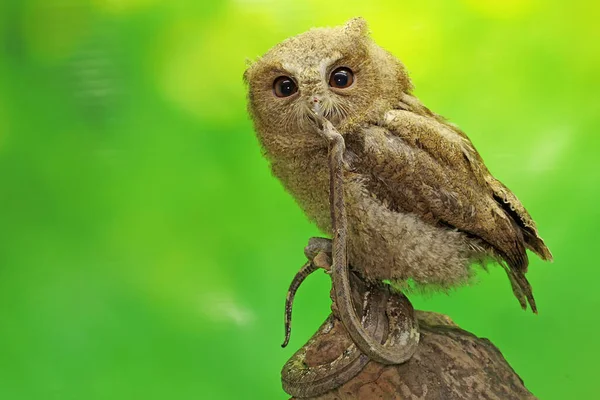 Javan Scops Owl Zjada Węża Ten Nocny Ptak Naukowe Imię — Zdjęcie stockowe