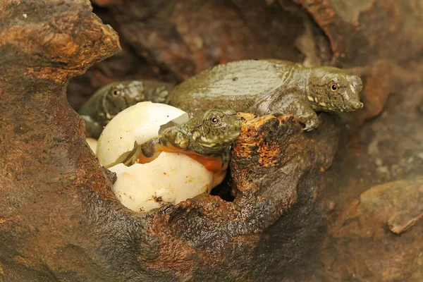 Número Bebê Asiático Tartarugas Concha Macia Que Apenas Eclodiram Ovos — Fotografia de Stock