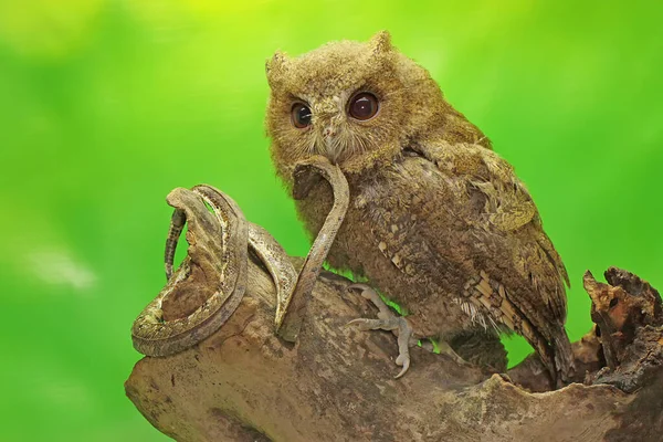 Eine Javan Scops Eule Frisst Eine Schlange Dieser Nachtaktive Vogel — Stockfoto