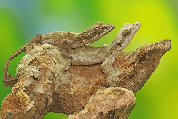 Dos Kuhl Volando Gecko Tomando Sol Madera Seca Este Reptil — Foto de Stock