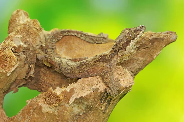 Ein Kuhls Fliegender Gecko Sonnt Sich Auf Trockenem Holz Dieses — Stockfoto