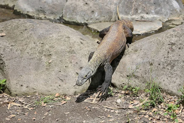 Dragon Komodo Varanus Komodoensis Prend Bain Soleil Avant Commencer Ses — Photo