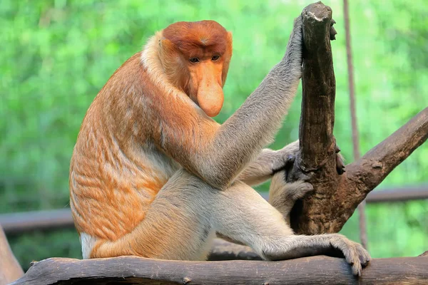 Bekantan Nasalis Larvatus Een Soort Langsnuitaap Met Bruin Haar Deze — Stockfoto