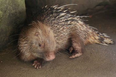 Yerde yatan bir Sunda kirpisi. Vücudu dikenlerle kaplı bu memelinin bilimsel adı Hystrix Javanica.. 