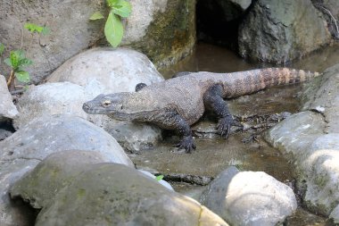 Bir Komodo ejderhası (Varanus komodoensis) günlük aktivitelerine başlamadan önce güneşlenir..