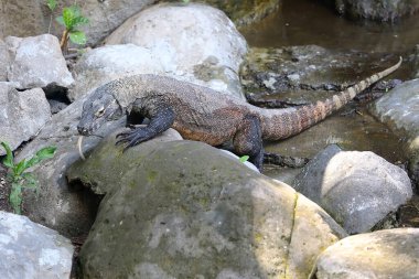 Bir Komodo ejderhası (Varanus komodoensis) günlük aktivitelerine başlamadan önce güneşlenir..