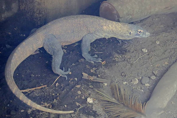 Dragón Komodo Varanus Komodoensis Está Tomando Sol Antes Comenzar Sus — Foto de Stock