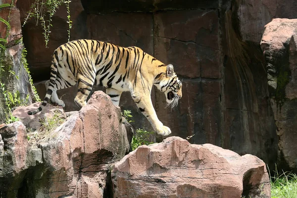 Bengal Tiger Detecting Traces Prey — Stock Photo, Image