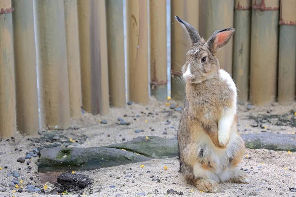 Conejo Está Buscando Comida Suelo —  Fotos de Stock