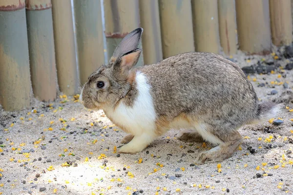 Conejo Está Buscando Comida Suelo —  Fotos de Stock