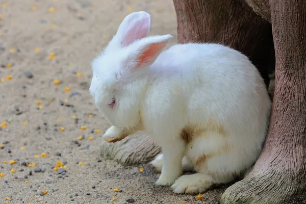 Rabbit Looking Food Ground — Foto Stock