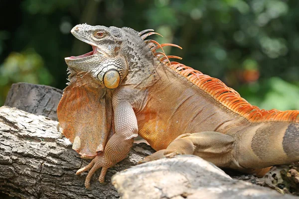 Kırmızı bir iguana (iguana iguanası) yıpranmış odunla güneşlenir..