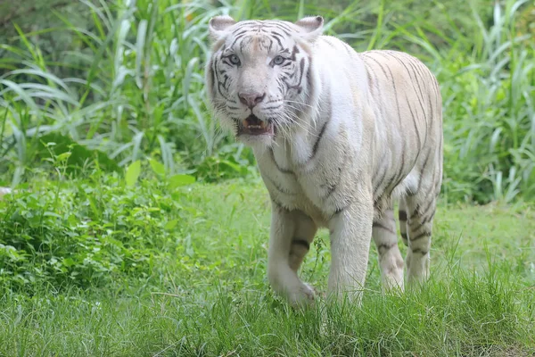 Tigre Bengala Blanco Está Detectando Rastros Presa — Foto de Stock