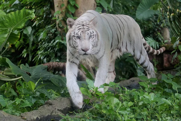 Белый Бенгальский Тигр Обнаруживает Следы Добычи — стоковое фото