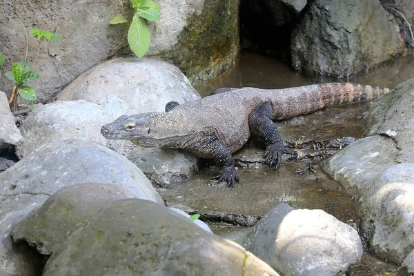 Dragón Komodo Varanus Komodoensis Está Tomando Sol Antes Comenzar Sus — Foto de Stock