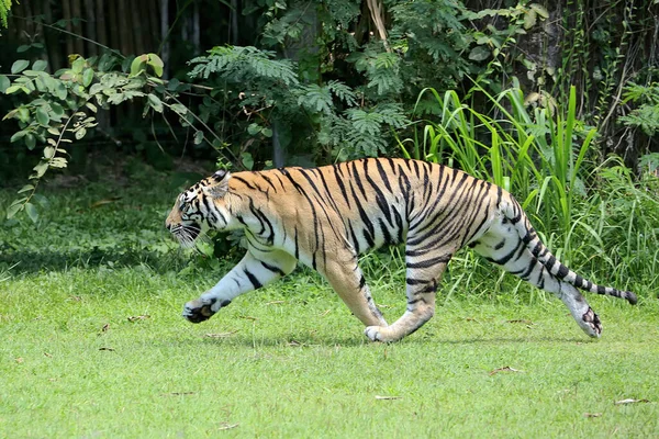 Μια Τίγρη Μπέγκαλ Ανιχνεύει Ίχνη Θηράματος — Φωτογραφία Αρχείου