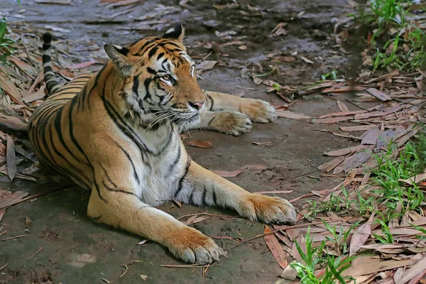 Sumatran Tiger Panthera Tigris Sumatrae Sunbathing While Watching Environment — Stock Photo, Image