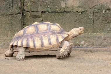 Afrika mahmuzlu kaplumbağa (Centrochelys sulcata) yiyecek arayışında yavaş bir yürüyüşdür.. 
