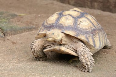Afrika mahmuzlu kaplumbağa (Centrochelys sulcata) yiyecek arayışında yavaş bir yürüyüşdür.. 