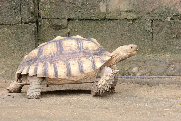 Uma Tartaruga Africana Centrochelys Sulcata Uma Caminhada Lenta Busca Alimentos — Fotografia de Stock