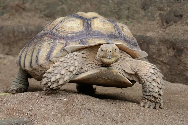 Afrika mahmuzlu kaplumbağa (Centrochelys sulcata) yiyecek arayışında yavaş bir yürüyüşdür.. 