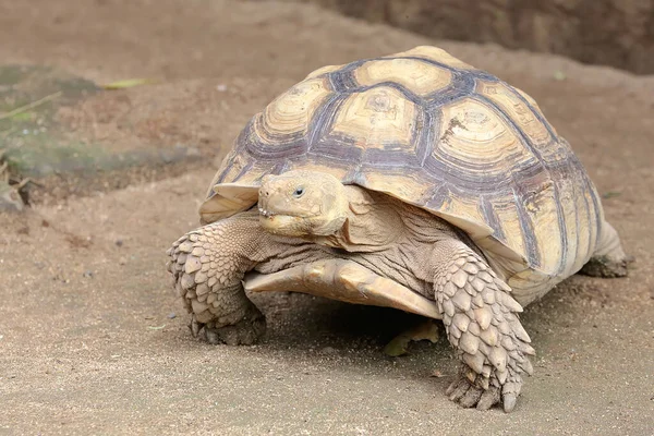 Afrika mahmuzlu kaplumbağa (Centrochelys sulcata) yiyecek arayışında yavaş bir yürüyüşdür.. 