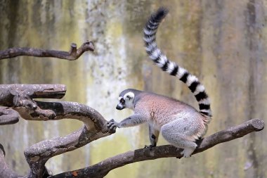 Bir halka kuyruklu lemur en sevdiği meyveyi yiyor. Madagaskar 'da doğal yaşam alanı olan bu memelinin bilimsel adı Lemur catta.. 