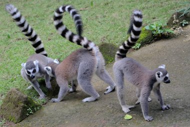Üç halka kuyruklu lemurlar birlikte oynuyordu. Madagaskar 'da doğal yaşam alanı olan bu memelinin bilimsel adı Lemur catta.. 