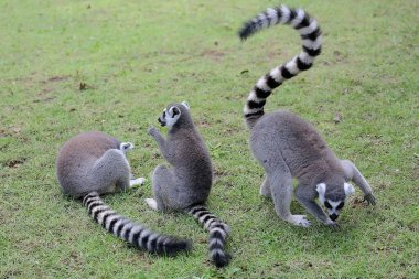Üç halka kuyruklu lemurlar birlikte oynuyordu. Madagaskar 'da doğal yaşam alanı olan bu memelinin bilimsel adı Lemur catta.. 