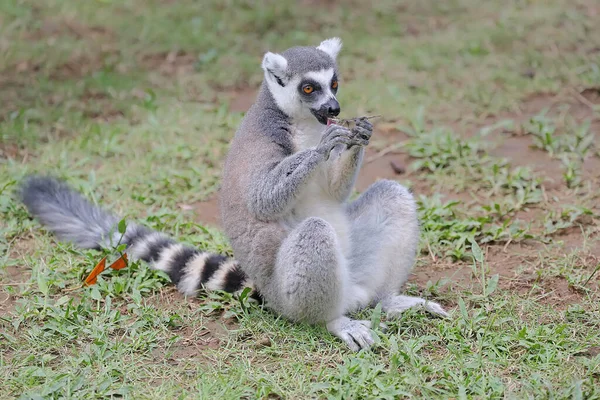 A ring tailed lemur is eating its favorite fruit. This mammal with a natural habitat in Madagascar has the scientific name Lemur catta.