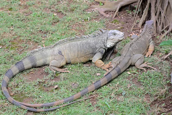 Deux Iguanes Verts Iguana Iguana Bronzent Avant Commencer Ses Activités — Photo