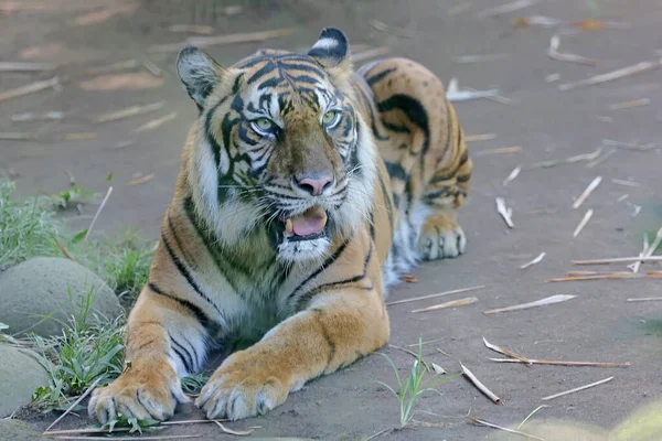 Tigre Sumatra Panthera Tigris Sumatrae Está Tomando Sol Mientras Observa — Foto de Stock