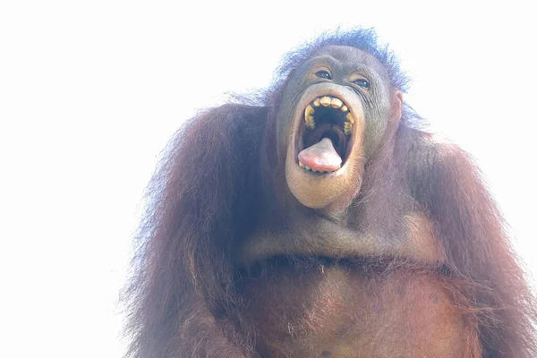 Expression Adorable Sumatran Orangutan Primate Has Scientific Name Pongo Abelii — стокове фото