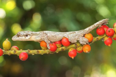 Kuhl 'un uçan kertenkelesi güneşleniyor. Bu sürüngenin bilimsel adı Ptychozoon kuhli.. 