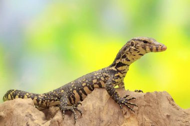 Bebek kurtarıcı kertenkele (Varanus kurtarıcısı) günlük aktivitelerine başlamadan önce güneşleniyor. 