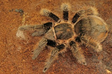 Bir tarantula saldırgan davranışlar sergiliyor. Tüm türler zehirlidir, ama insanlar için ölümcül değildir.. 
