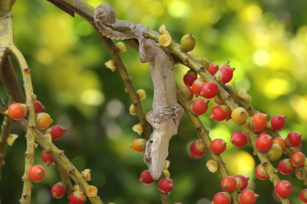 Kuhl Flying Gecko Basking Reptile Has Scientific Name Ptychozoon Kuhli — Stock Photo, Image